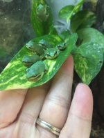 WhitesFroglets.JPG