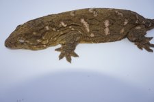 DSC00396.jpg