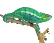 Wild Caught Nosy Be 2 - Panther Chameleon - Canvas Chameleons (2) Small.jpg Wild Caught Nosy Be 2 - Panther Chameleon - Canvas Chameleons (2) Small.jpg