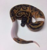 pied-m02-1.jpeg