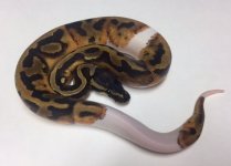 pied-m02-2.jpeg