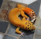 IMG_0159.jpg