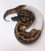 pied-m03-2.jpeg