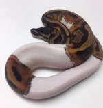 pied-m04-1.jpeg