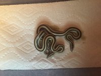 IMG_1101.jpg
