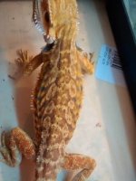thumbnail_IMG_20161207_180543384.jpg