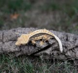 IMG_20160918_201646.jpg