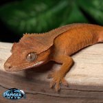 crested-gecko-for-sale-Dc67T.jpg