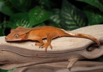 crested-gecko-for-sale-Dc67b.jpg