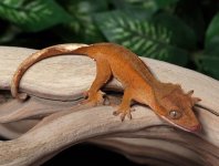 crested-gecko-for-sale-Dc67c.jpg
