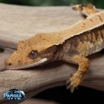 crested-gecko-for-sale-Dc66T.jpg
