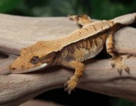crested-gecko-for-sale-Dc66a.jpg