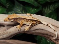 crested-gecko-for-sale-Dc66b.jpg