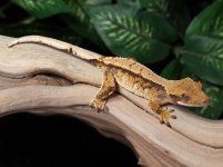crested-gecko-for-sale-Dc66c.jpg