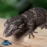 gargoyle-gecko-Ap1T.jpg