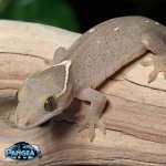 sarasinorum-gecko-for-sale-Dc69T.jpg