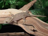sarasinorum-gecko-for-sale-Dc69b.jpg