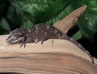gargoyle-gecko-Ap1b.jpg