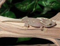 sarasinorum-gecko-for-sale-Dc69c.jpg