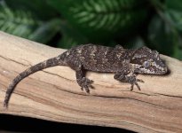 gargoyle-gecko-Ap1c.jpg