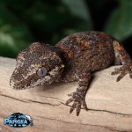 gargoyle-gecko-Ap2t.jpg