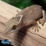 sarasinorum-gecko-for-sale-Dc68T.jpg