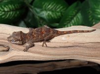gargoyle-gecko-Ap2b.jpg