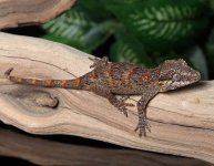 gargoyle-gecko-Ap2c.jpg