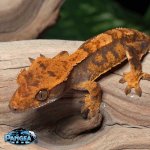 crested-gecko-Dc95t.jpg