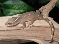 sarasinorum-gecko-for-sale-Dc68b.jpg