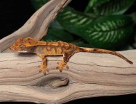 crested-gecko-Dc95b.jpg