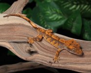 crested-gecko-Dc95c.jpg