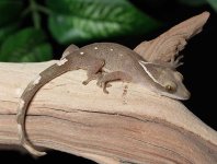 sarasinorum-gecko-for-sale-Dc68c.jpg