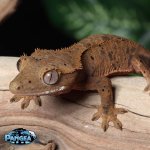 dalmatian-crested-gecko-Dc91t.jpg