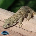 Eurydactylodes-vieillardi-gecko-EV19T.jpg