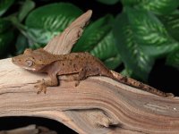 dalmatian-crested-gecko-Dc91b.jpg