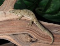 Eurydactylodes-vieillardi-gecko-EV19b.jpg