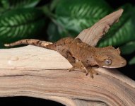 dalmatian-crested-gecko-Dc91c.jpg