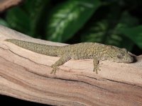 Eurydactylodes-vieillardi-gecko-EV19c.jpg