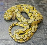 Sunfire HA Male CL67 B-007.jpg