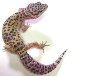 MACK SNOW LEOPARD GECKO.jpg
