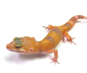 Untitled design (7).png