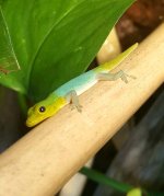 Male_L_conraui_01.jpg