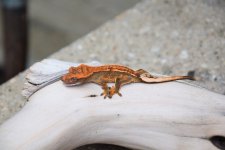 DSC_0431.jpg