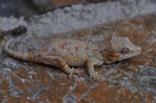 DSC_0731.jpg