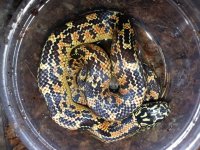 female #8 C.jpg