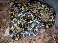 male #11 B.jpg