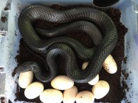 female indigo clutch1.jpg