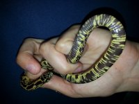male #9 F.jpg
