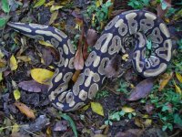 35-Proven breeder Vanilla female #105 1300 gm $350.00.jpg